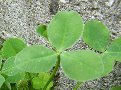 f0008935_1558132.gif