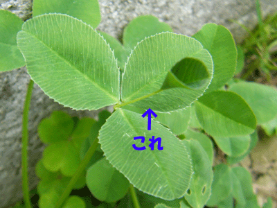 f0008935_15582983.gif