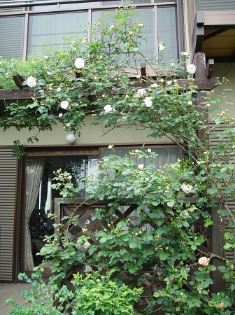 f0060535_004732.jpg