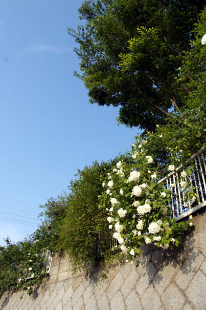 b0075541_1101035.jpg