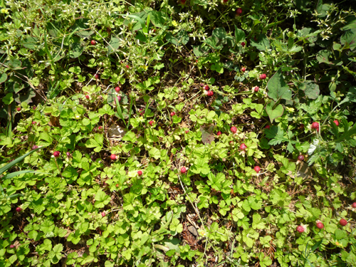 b0045357_485952.jpg