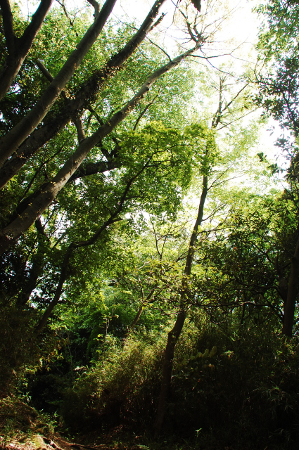 f0176458_11155659.jpg