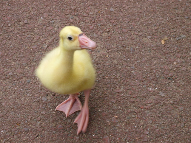 c0186760_2240150.jpg