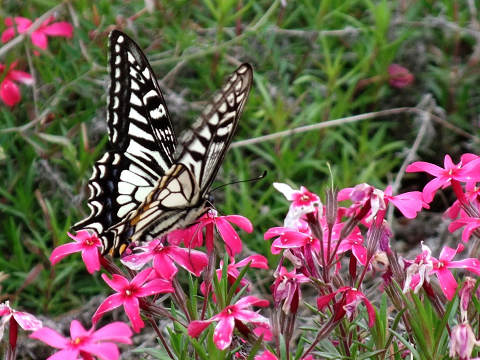e0045768_22324568.jpg
