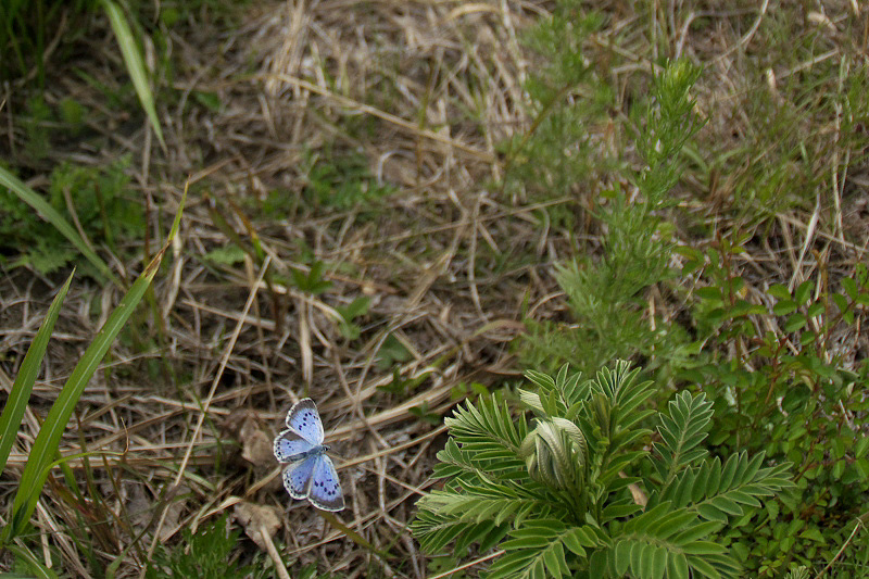 f0090680_2332348.jpg