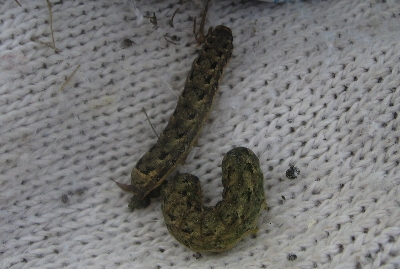 f0003283_19515575.jpg