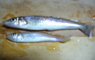 e0026586_2104811.jpg