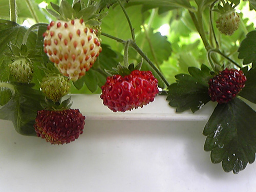 d0016587_14243145.jpg
