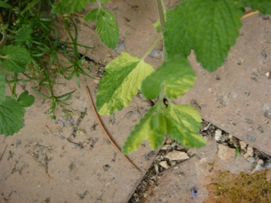 f0054421_0164876.jpg