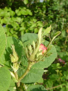 f0054421_0224015.jpg