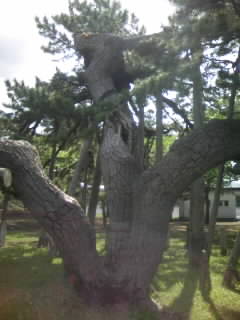 d0009828_933756.jpg