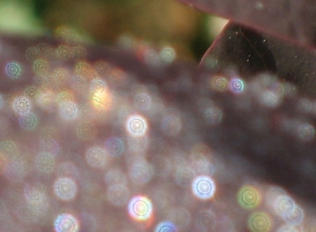 c0109235_2242983.jpg