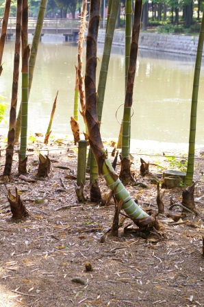 f0170339_8393062.jpg