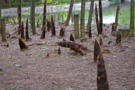 f0170339_839619.jpg