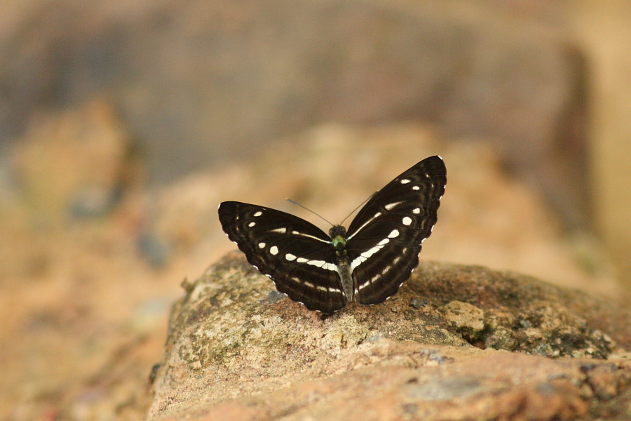 a0094850_21424962.jpg