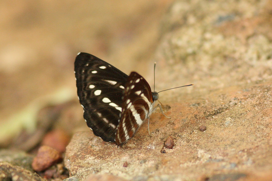 a0094850_21432737.jpg