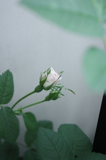 e0029865_6354176.jpg