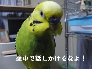 f0196665_0502592.jpg