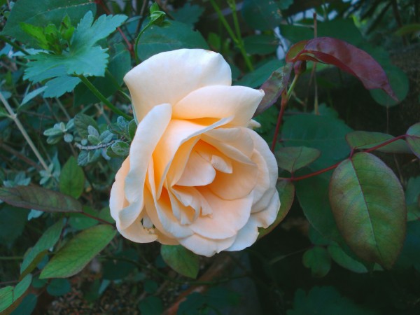 f0165677_202241100.jpg