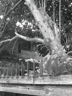 f0100480_2043995.jpg