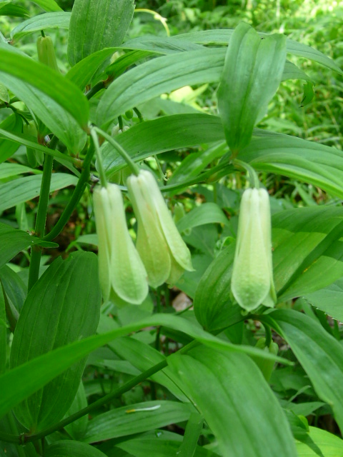 e0145782_17312061.jpg