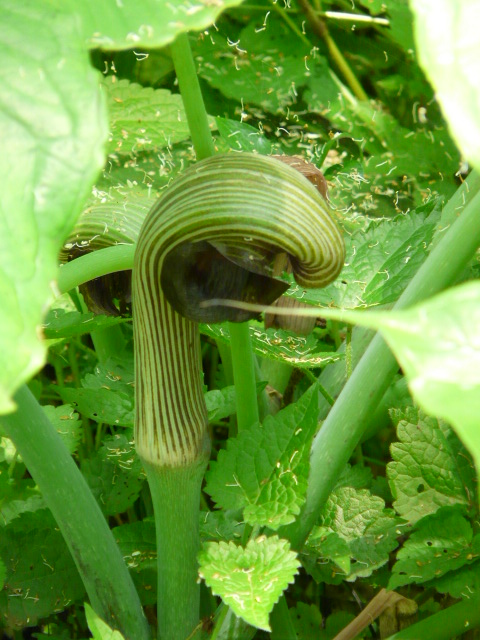 e0145782_1734926.jpg