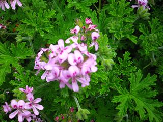 c0002089_23171740.jpg