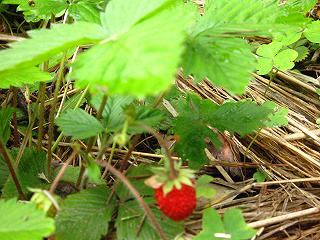 c0002089_23172954.jpg