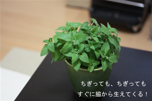 e0149299_20482991.jpg