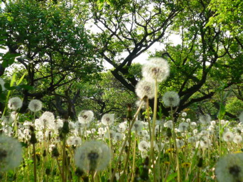 e0131506_2315336.jpg