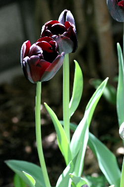 f0041606_20262891.jpg