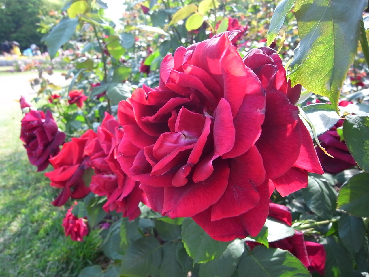 e0129107_179230.jpg