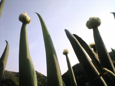 f0135908_6362560.jpg
