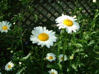 c0195309_16355836.jpg