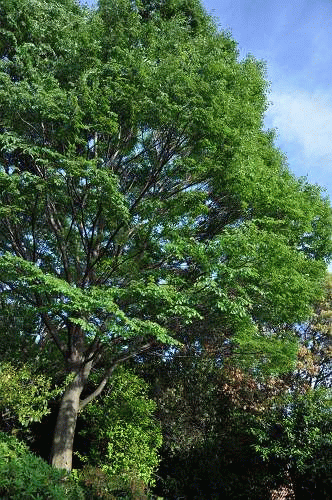 f0167310_8185695.gif