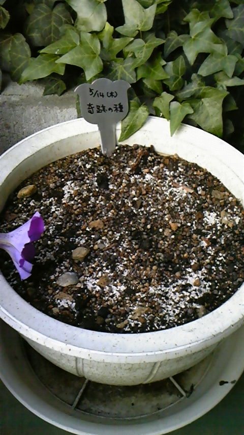 a0118814_19333786.jpg