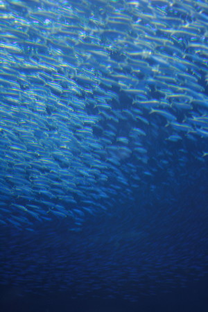 f0097620_1638971.jpg