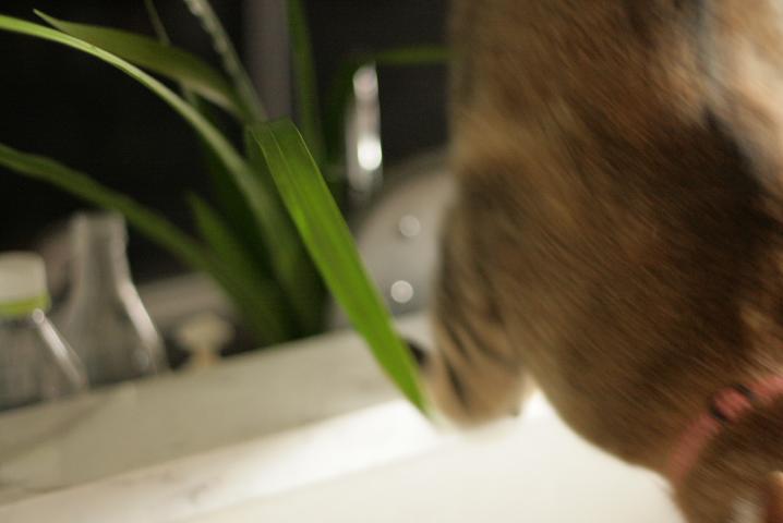 f0055228_19273544.jpg