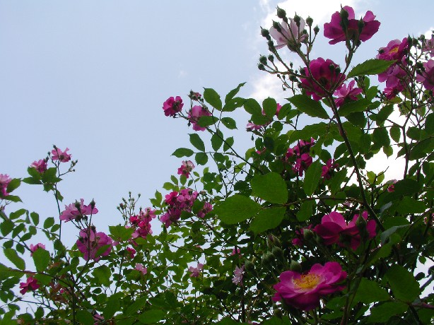 f0002833_22192676.jpg