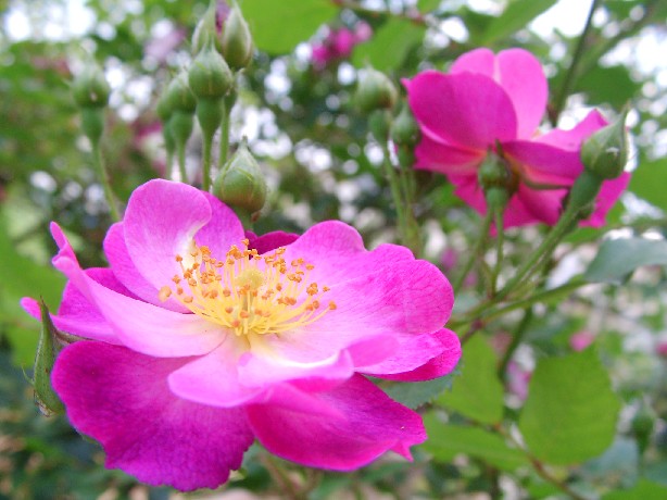 f0002833_2219409.jpg