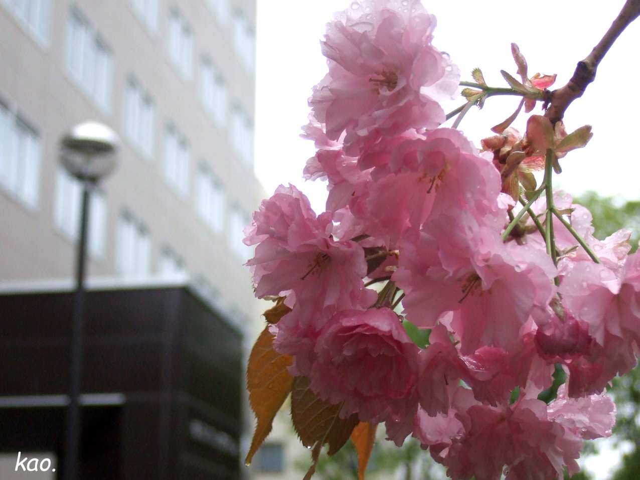 b0164651_21511359.jpg