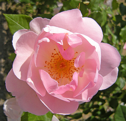a0001354_20393571.jpg