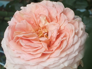 c0097558_20282848.jpg