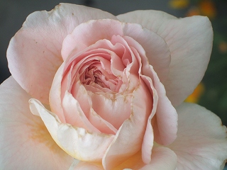 c0097558_21445971.jpg