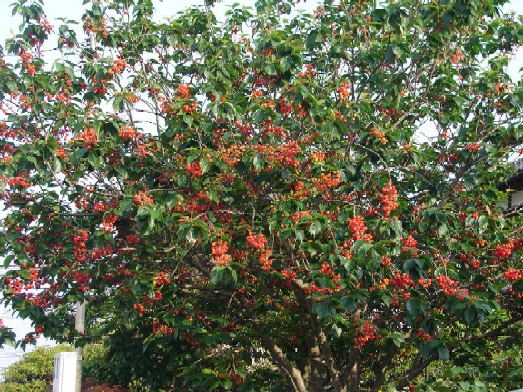 b0061261_23463456.jpg