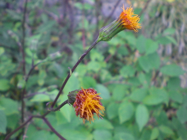 b0149867_16264389.jpg