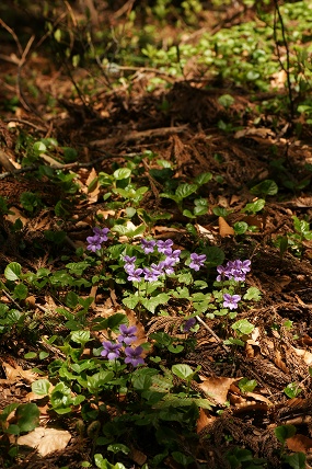 e0054067_23252423.jpg