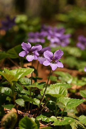 e0054067_23253174.jpg