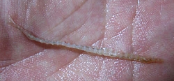 a0096669_20532552.jpg