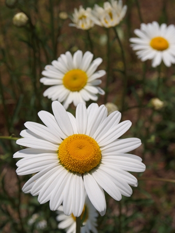 a0118181_8141550.jpg